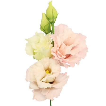 Blush Lisianthus Flower | FiftyFlowers.com