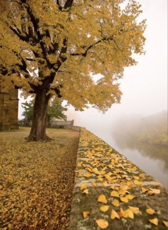 yellow autumn aesthetic - Google Search