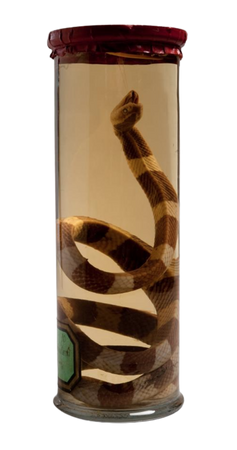 snake specimen in jar