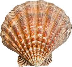 brown seashells - Google Search