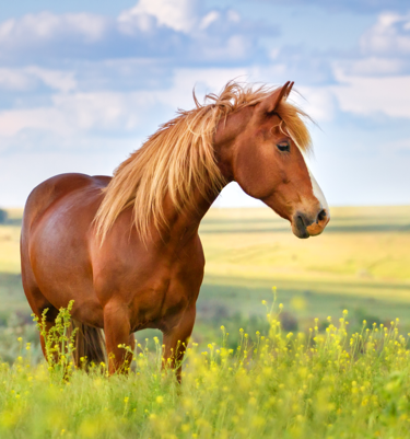 horses – Google Kereső