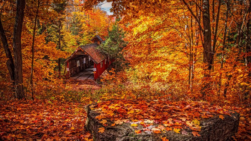 Yellow Red Foliage and Trees Autumn Season Wallpaper - Wallpaper Stream