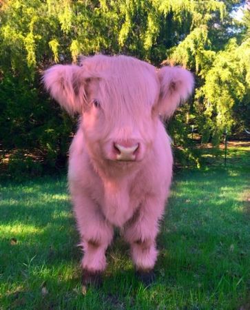 pink cows - Google Search