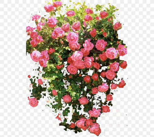 Pink roses Bush