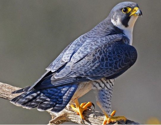 blue falcon
