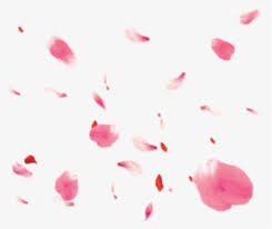 tulip pink petals png - Google Search