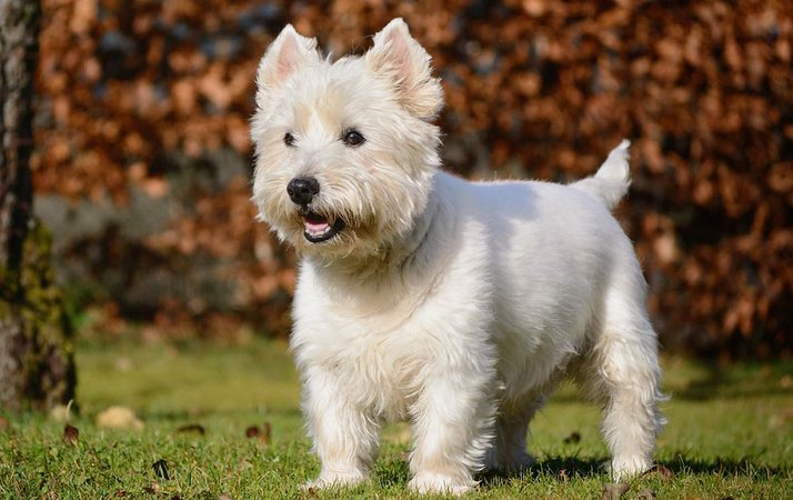 West Highland White Terrier Information - Dog Breed Atlas