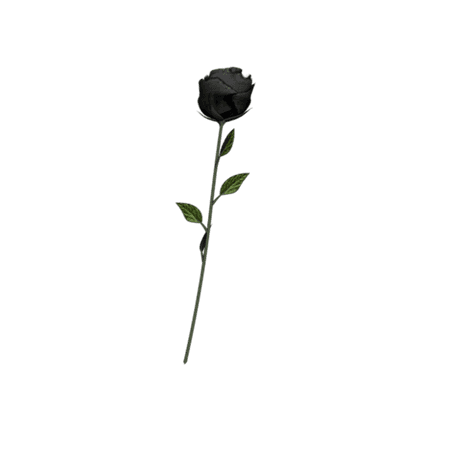 BLACK rose png – Pesquisa Google