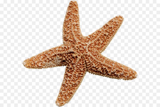 starfish png - Google Search