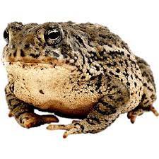 toad - Google Search