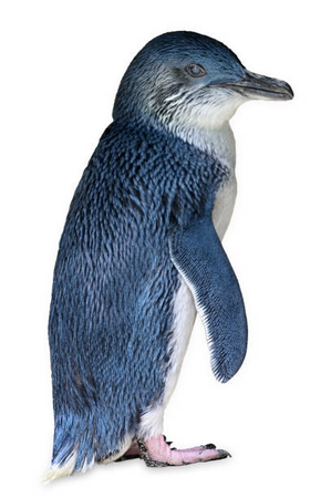 fairy blue penguin png filler