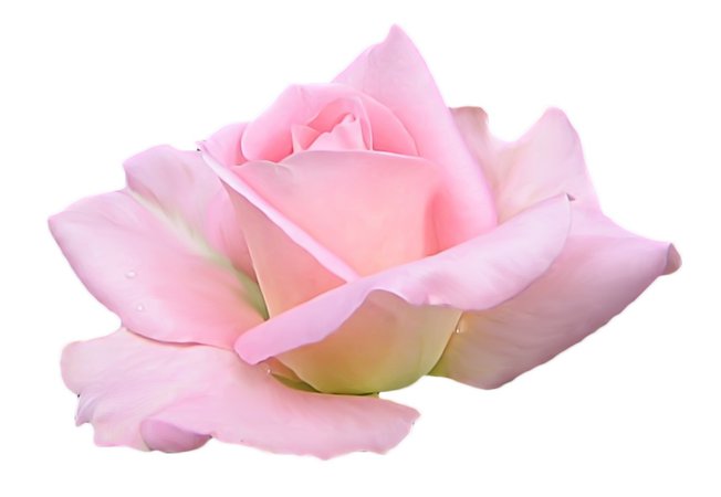pink rose png filler