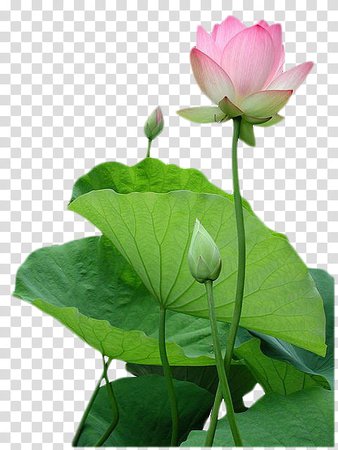 Pink lotus flowers and elephant ear plants transparent background PNG clipart | PNGGuru