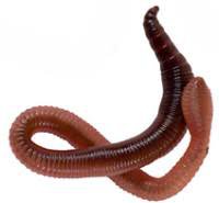 fishing worms - Google Search