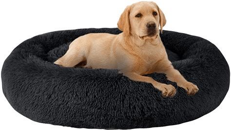 pets in pet bed png at DuckDuckGo
