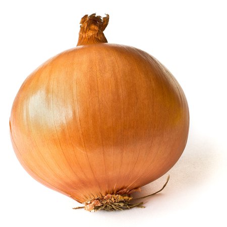 Onion on White - Yellow onion - Wikipedia