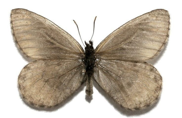 moth ♡