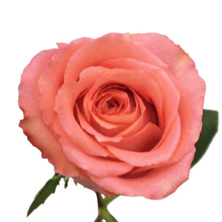 Classic Duet Salmon Pink Rose | FiftyFlowers.com