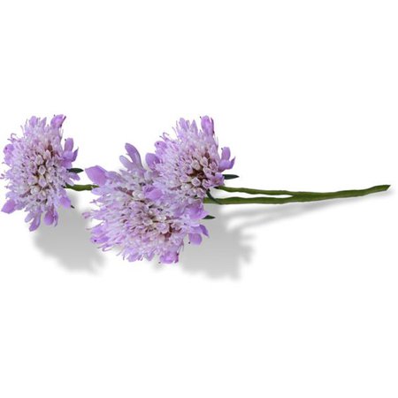Purple Flowers Stem