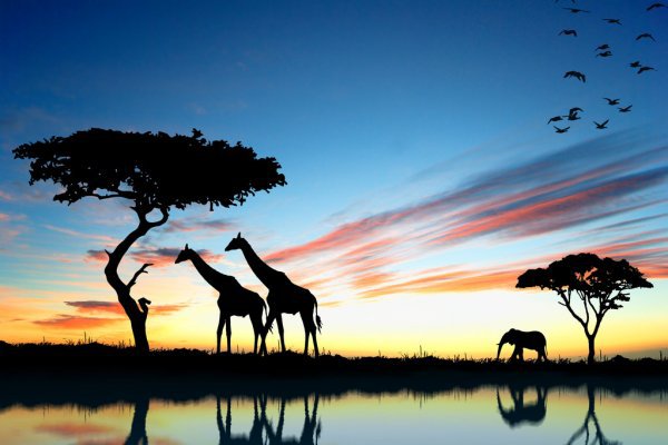 ᐈ Safari stock images, Royalty Free safari backgrounds backgrounds | download on Depositphotos®