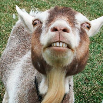 goofy looking goat - Google Search