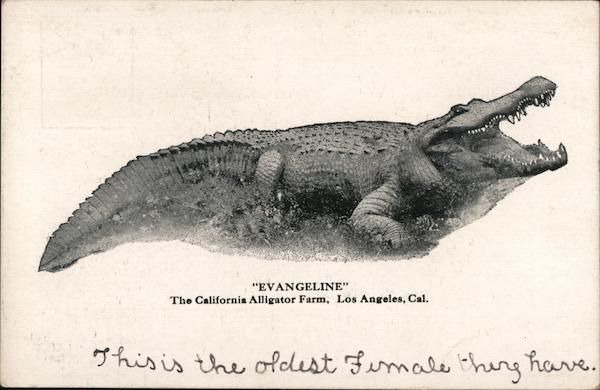 Vintage Alligator Postcard