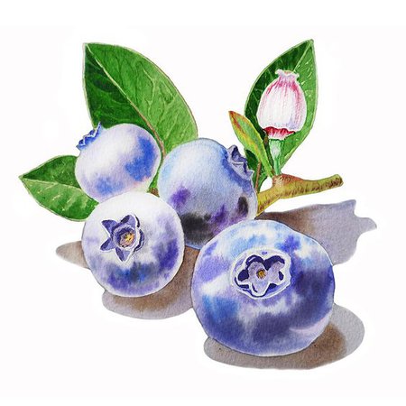 Watercolor Blueberries