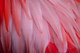 flamingo feathers - Google Search