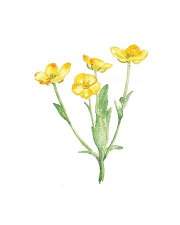 Buttercup Flower Watercolor Print