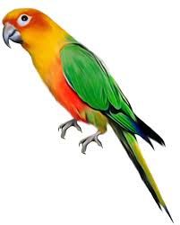parrot no background - Google Search