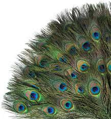 peacock feathers - Google Search