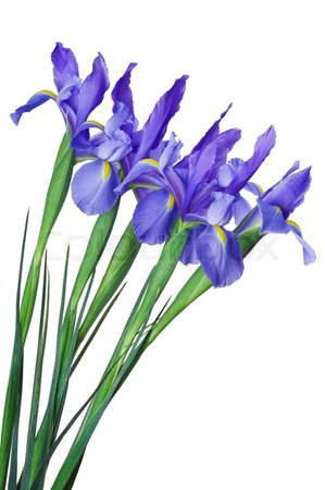 Beautiful blue iris buds isolated on ... | Stock image | Colourbox