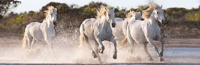 running horses - Google Search