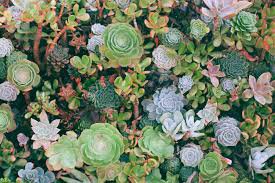 succulent background aesthetic - Google Search