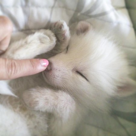 Baby White Fox
