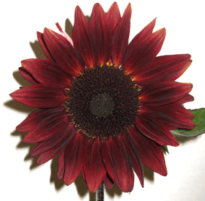 Garnet flower