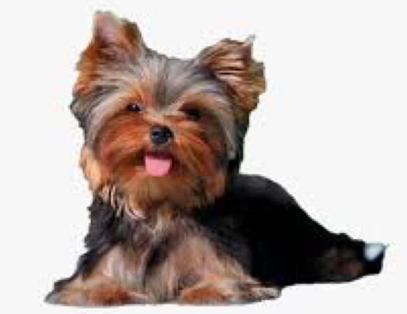 Cute Yorkie Png Puppy Dog