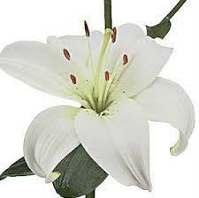white lillies