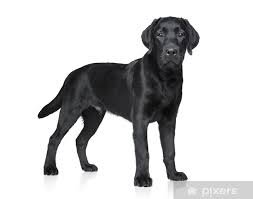 black Labrador - Google Search