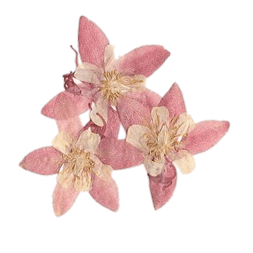 pink dried Lilly PNG