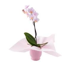 orchid - Google Search