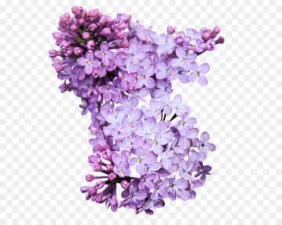 Lilac Flower Bunch