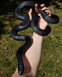 black snake - Google Search