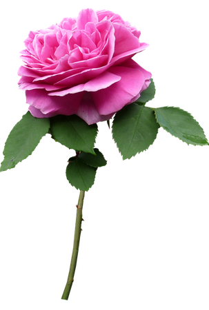 Pink Rose Stem