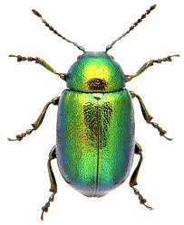 green beetle - Google Search