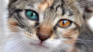 cats with heterochromia eyes