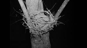 the blair witch project sticks - Google Search