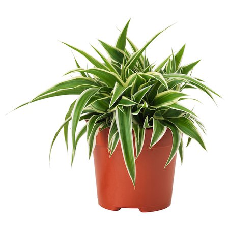 CHLOROPHYTUM Potted plant - Spider plant - IKEA