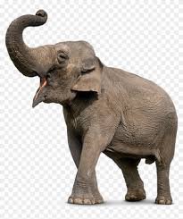elephant png - Google Zoeken