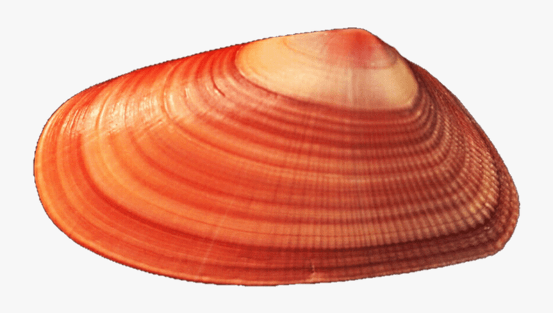 shell red